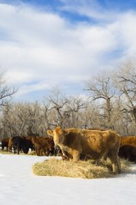 Feedback on Caring for Cattle in Winter Image